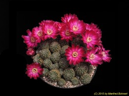 Sulcorebutia steinbachii v. taratensis WR671 1150